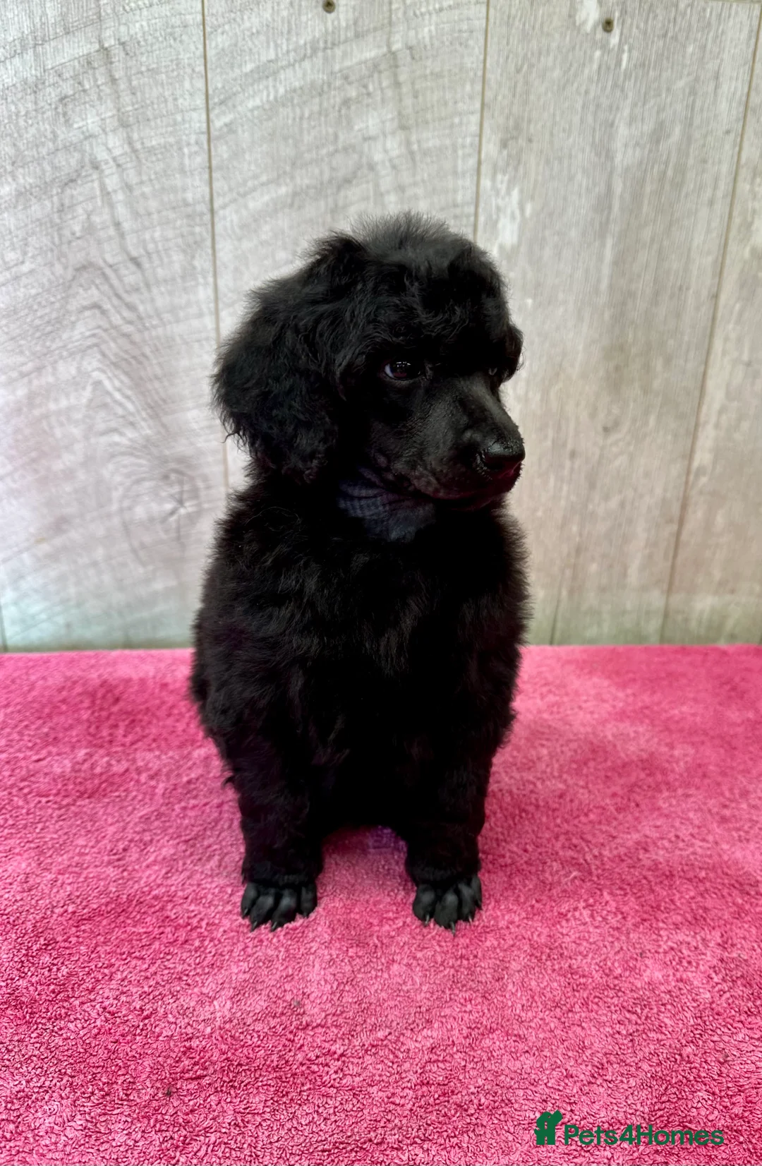 Standard Poodle dogs for sale: Seven Wonders of Standard Poodle Puppies - Advert 6