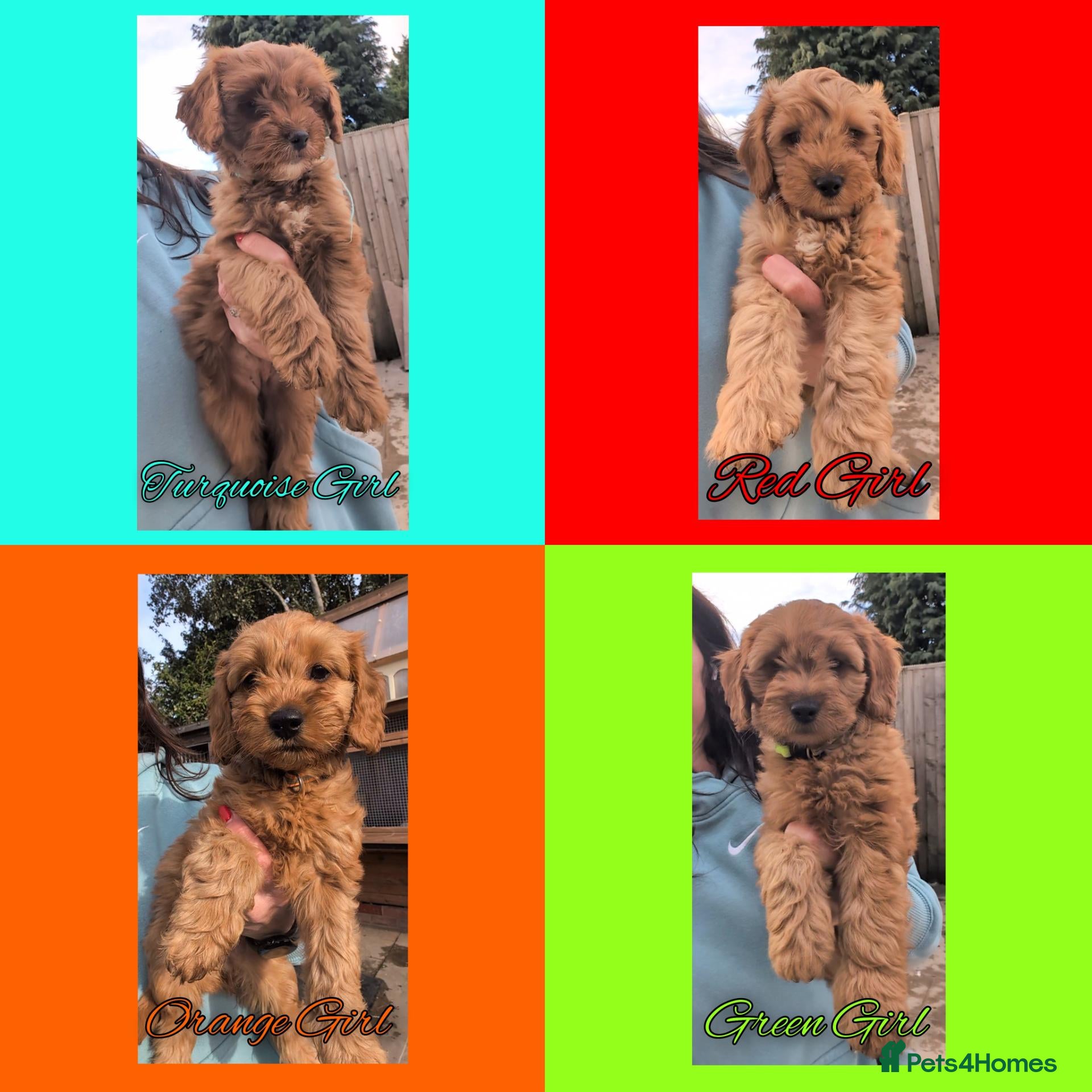Cockapoo dogs READY NOW 4 x Red Cockapoo Girls For Sale - Advert 1