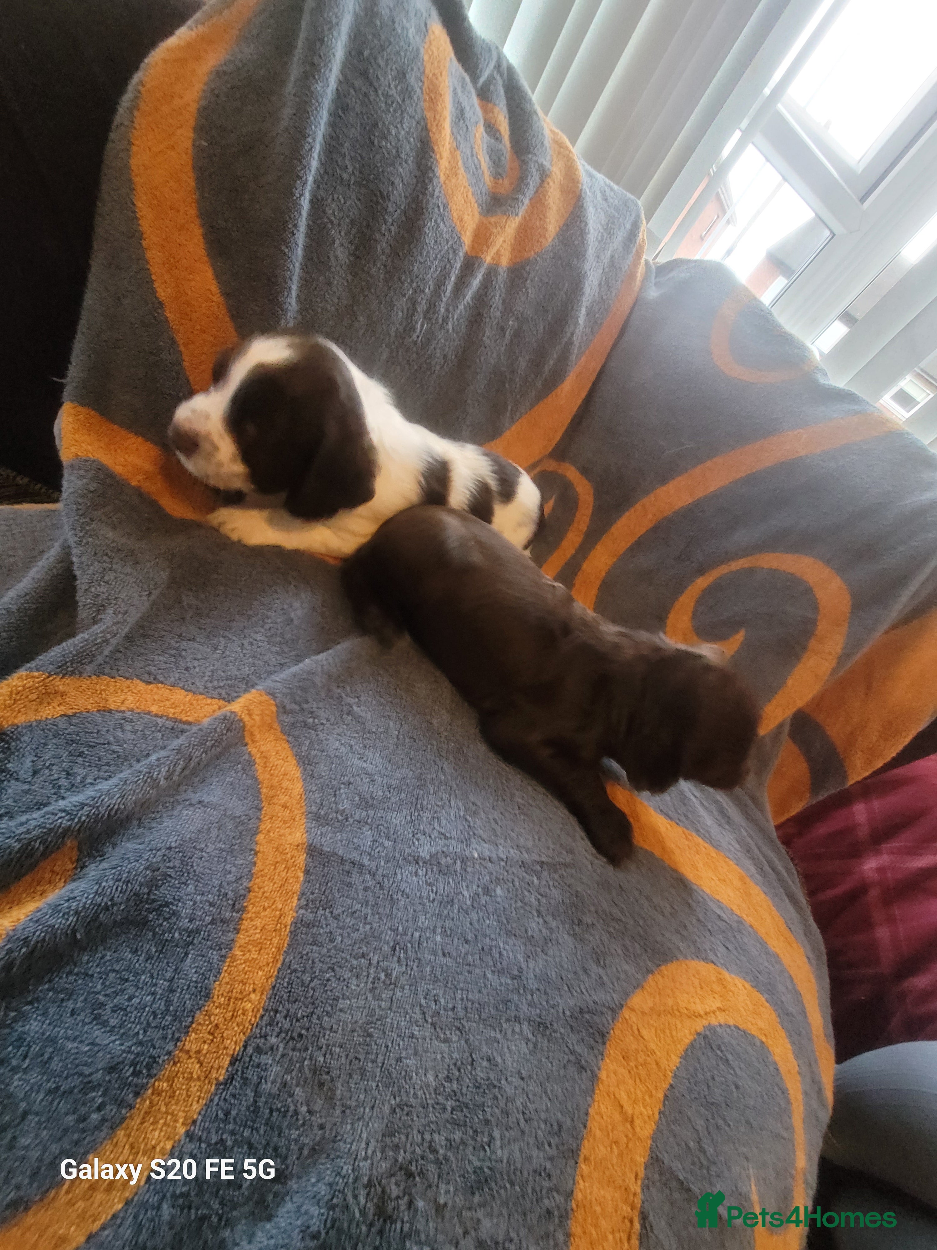 Sprocker dogs Sprocker pups  - Advert 1