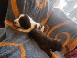 Sprocker dogs Sprocker pups - Advert 1