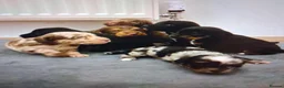 Mixed Breed dogs for sale: Patterpoos - Advert 5