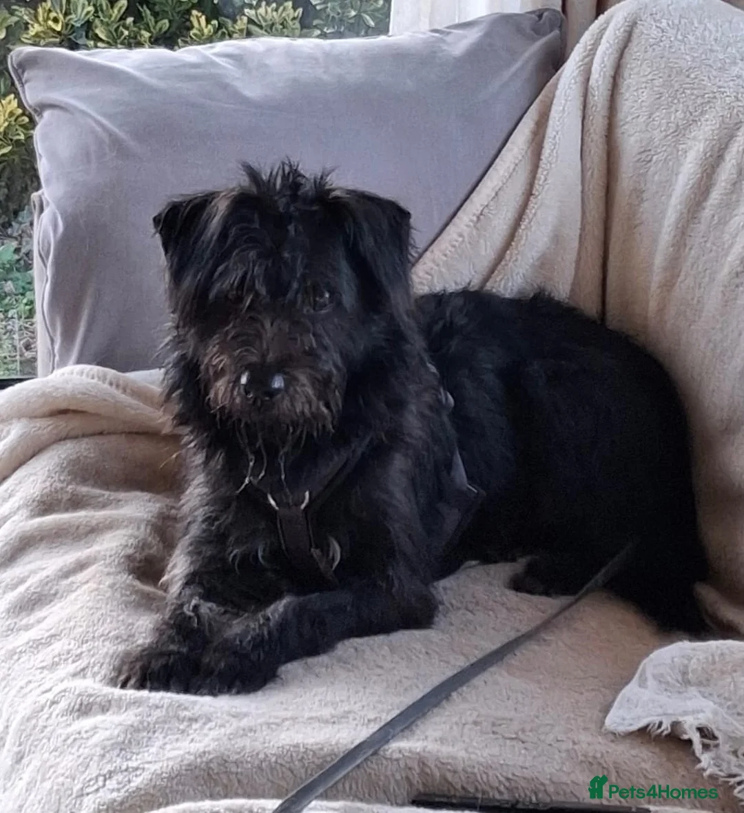 Mixed Breed dogs for adoption: Forever home needed for dear Tim - Advert 1
