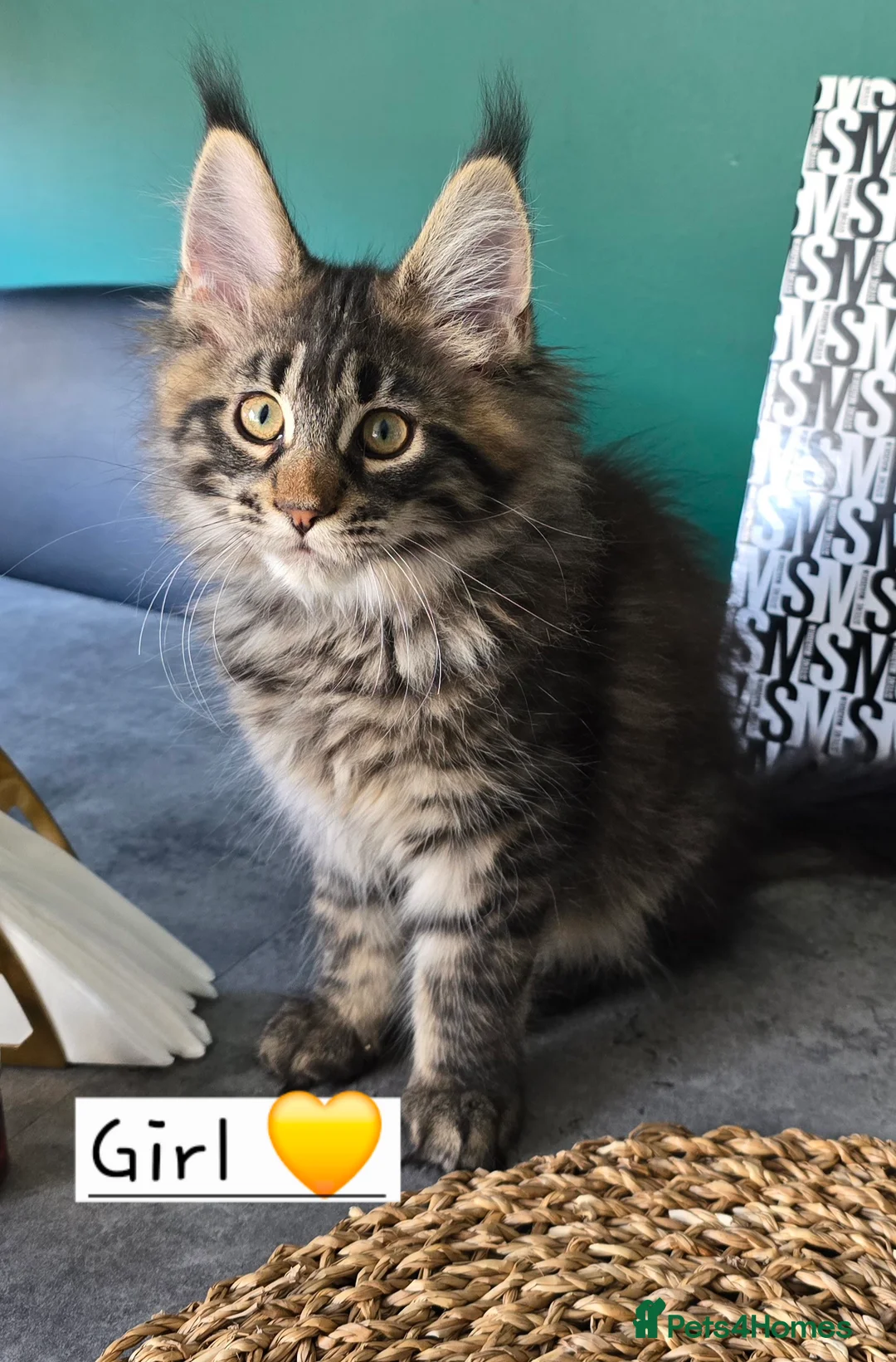 Maine Coon cats for sale: Pedigree TICA Maine Coon kittens READY  - Advert 10