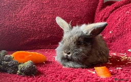 Mixed Breed rabbits for sale: Minilop, lionhead and mixed breed baby rabbits. - Image 2