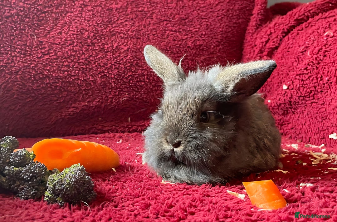Mixed Breed rabbits for sale: Minilop, lionhead and mixed breed baby rabbits. - Image 2
