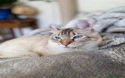 Keetso cats for sale: Stunning Blue-Eyed Keetso Cat for Sale - Image 5