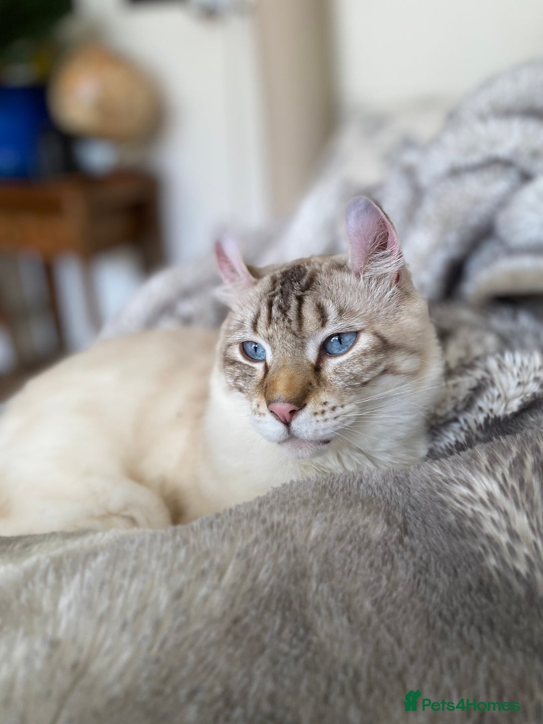 Keetso cats for sale: Stunning Blue-Eyed Keetso Cat for Sale - Image 5