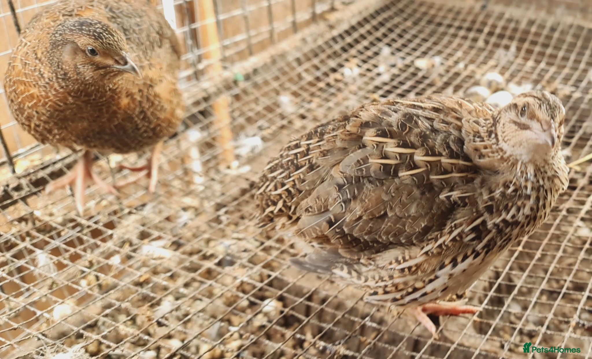 Quail poultry Jumbo Coturnix Quails and Fertile eggs for sale - Advert 2