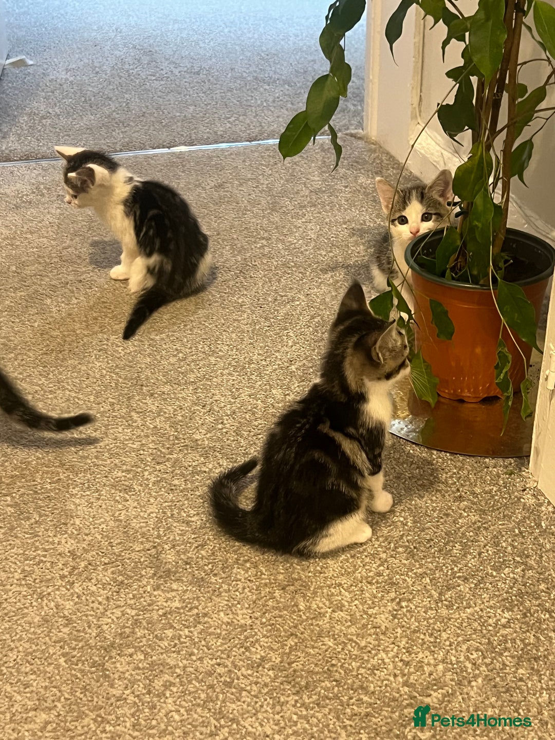 Mixed Breed cats for sale: Kittens  - Image 39