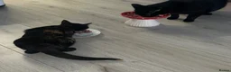 Domestic Shorthair cats for sale: Beautiful Tortoiseshell Domestic Shorthair Cat - Advert 12