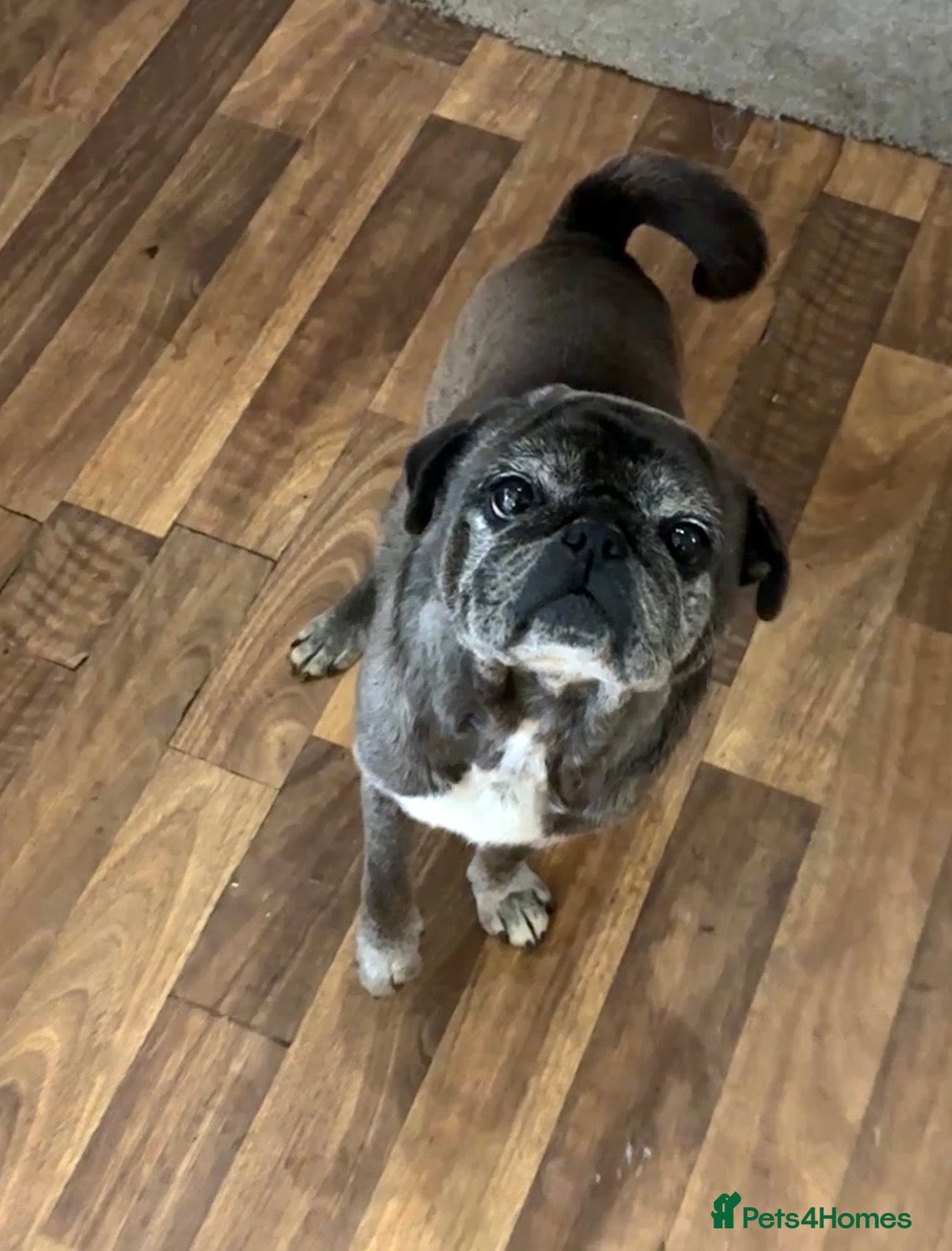 Pug dogs My old boy, looking for a forever companion  - Advert 1