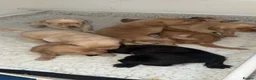 Labrador Retriever dogs for sale: Well bred working Labrador puppies  - Advert 3