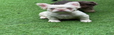 French Bulldog 5