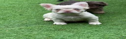 French Bulldog dogs for sale: REDUCED FlOODLE /French bulldogs - Advert 12