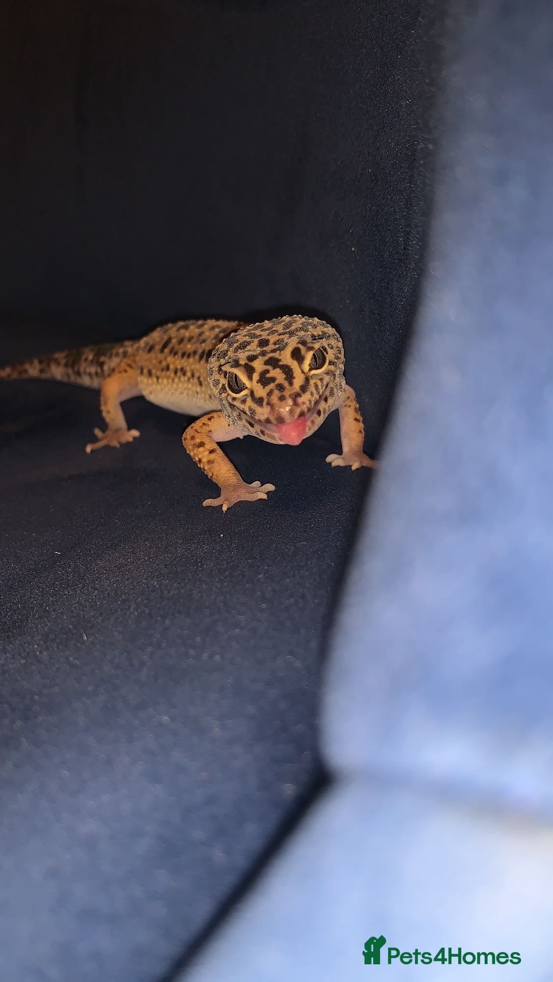 Leopard Gecko reptiles Female leopard gecko  - Advert 2