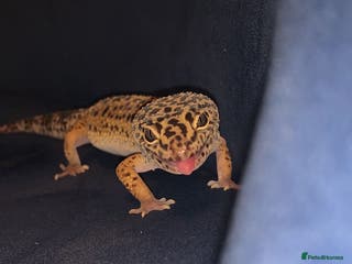 Leopard Gecko reptiles Female leopard gecko - Advert 15