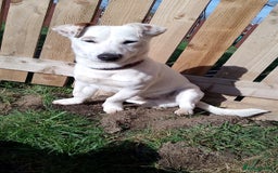 Jack Russell dogs for stud: Jack Russel STUD - Image 2