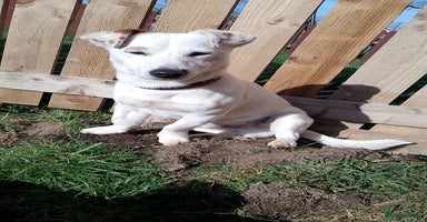 Jack Russell dogs - Advert 4
