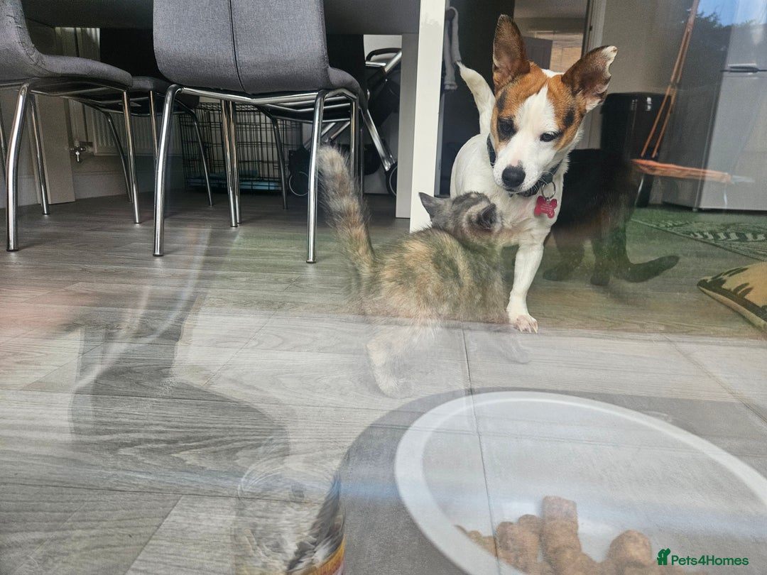Jack Russell dogs for sale: Jack russell female  - Image 1