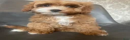 Cavapoo dogs for sale: Red f1b Cavapoo’s  - Advert 12