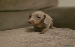 Miniature Dachshund dogs for sale: Minature Daschund - Image 5