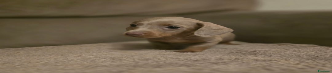 Miniature Dachshund Puppy 3