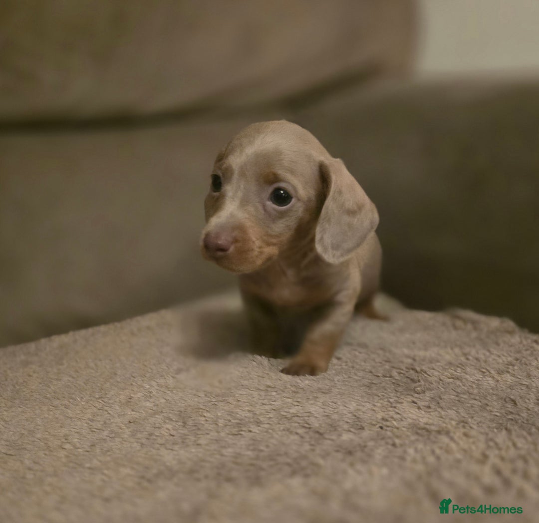 Miniature Dachshund dogs for sale: Minature Daschund - Image 5