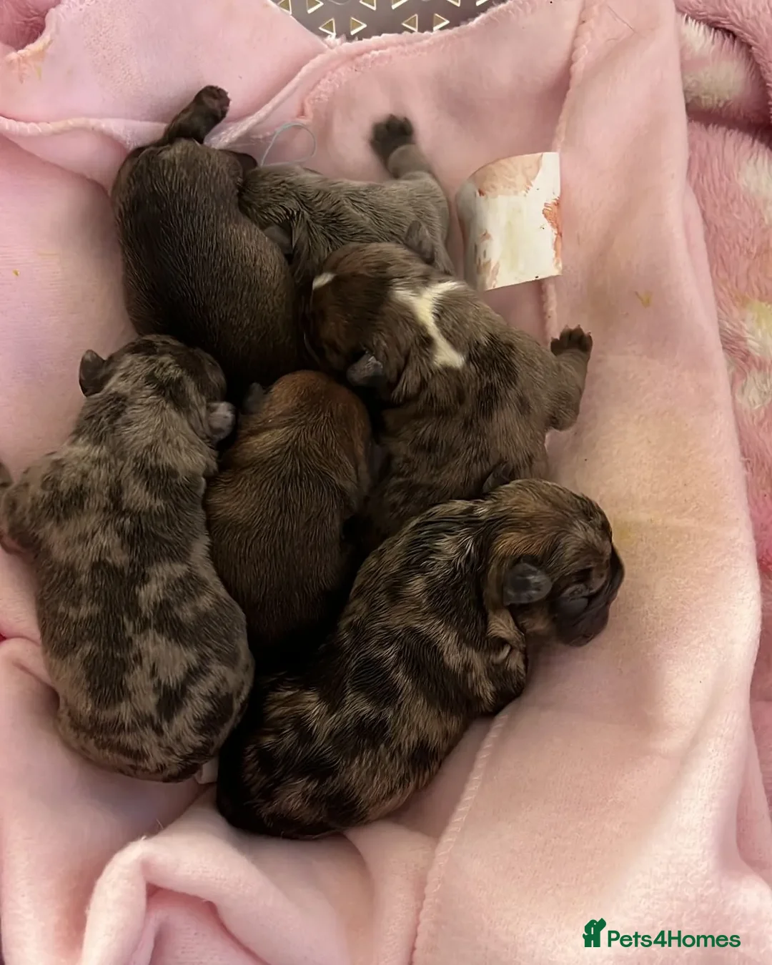 French Bulldog dogs for stud: ** RogueRoyales Zeus ** Fully Suited Lilac Merle  in Wolverhampton - Advert 22