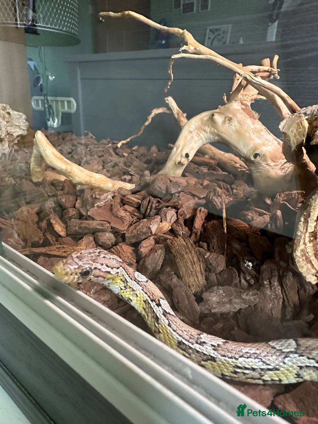 Corn Snake reptiles for sale: 2 year old corn snake for sale  in Leeds - Advert 2
