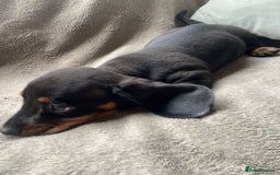 Dachshund dogs for sale: READY TO GO ! STUNNING MINI DACHSHUND - Image 5