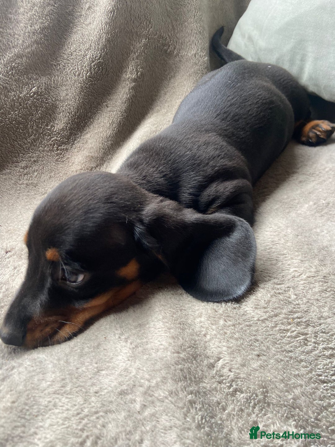 Dachshund dogs for sale: READY TO GO ! STUNNING MINI DACHSHUND - Image 5