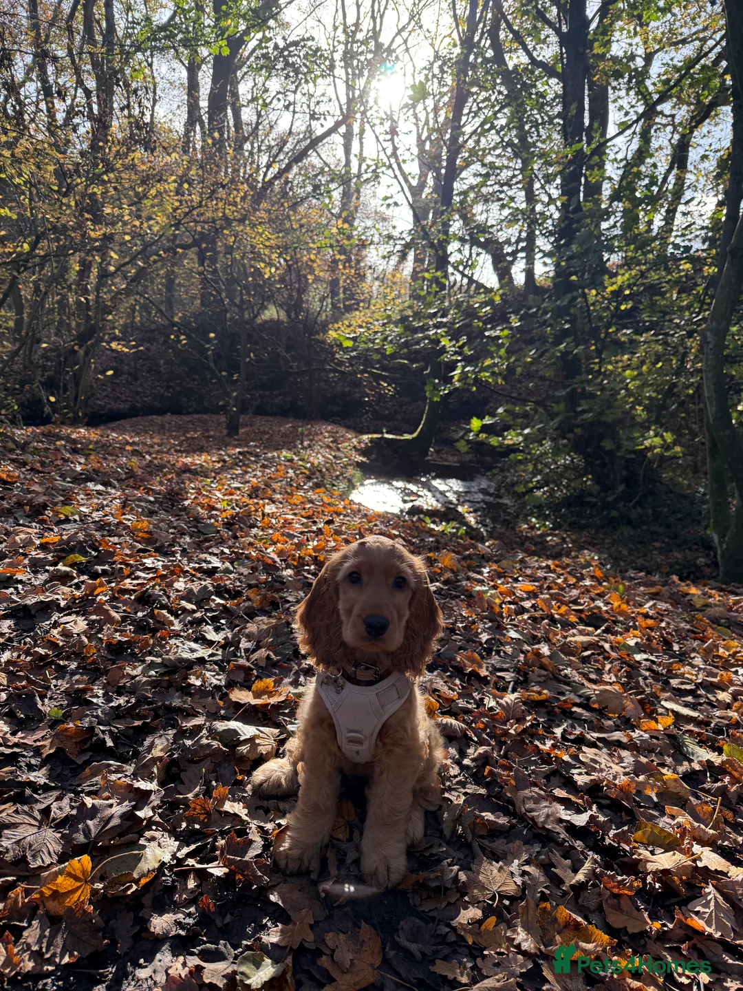 Cocker Spaniel dogs for sale: Cocker spaniel puppy for sale  - Advert 6