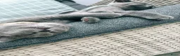 British Shorthair cats for sale: Last 2 Boys Blue British Shorthair Kittens - Advert 8