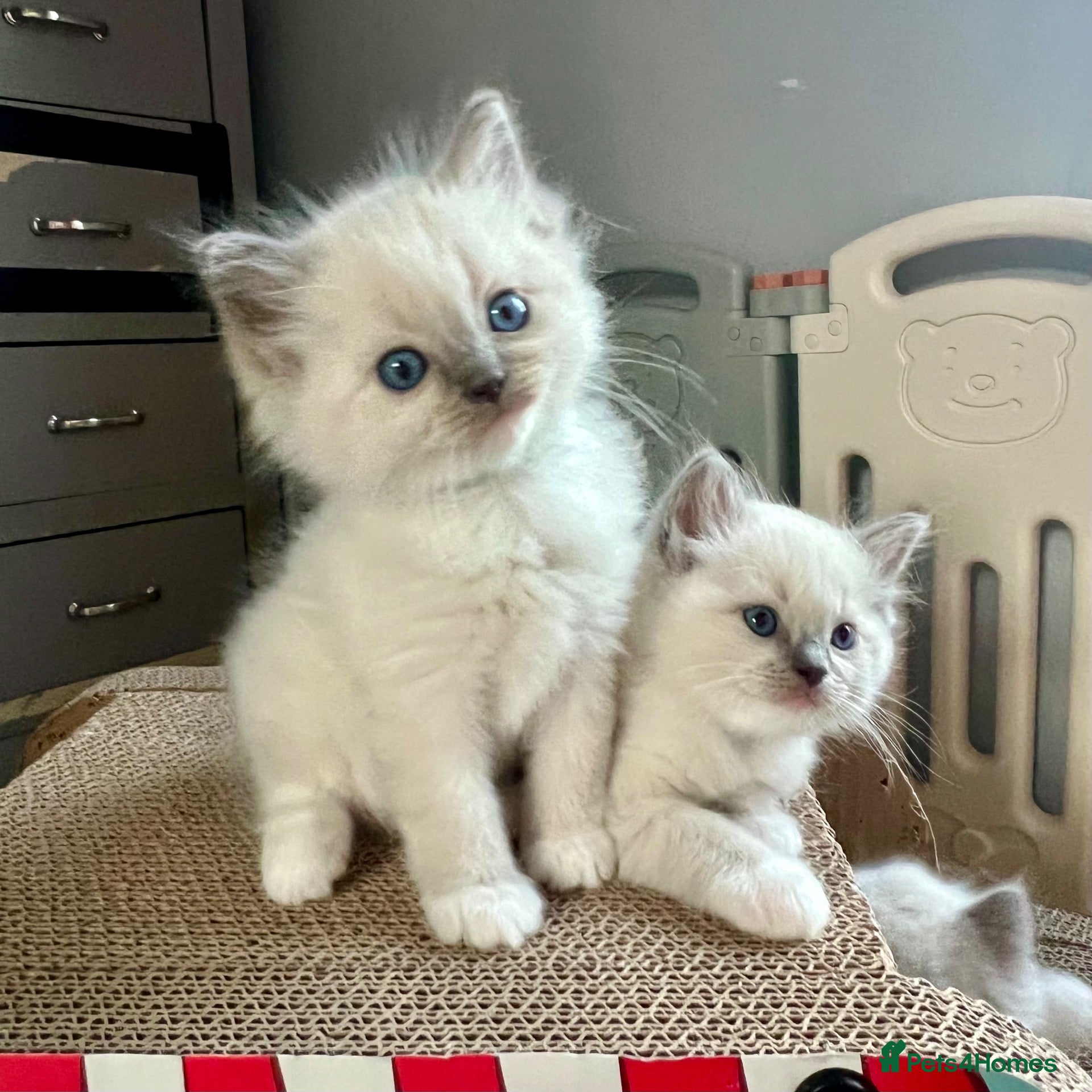 Ragdoll cats Ragdoll Kittens FIFe Registered  - Advert 17