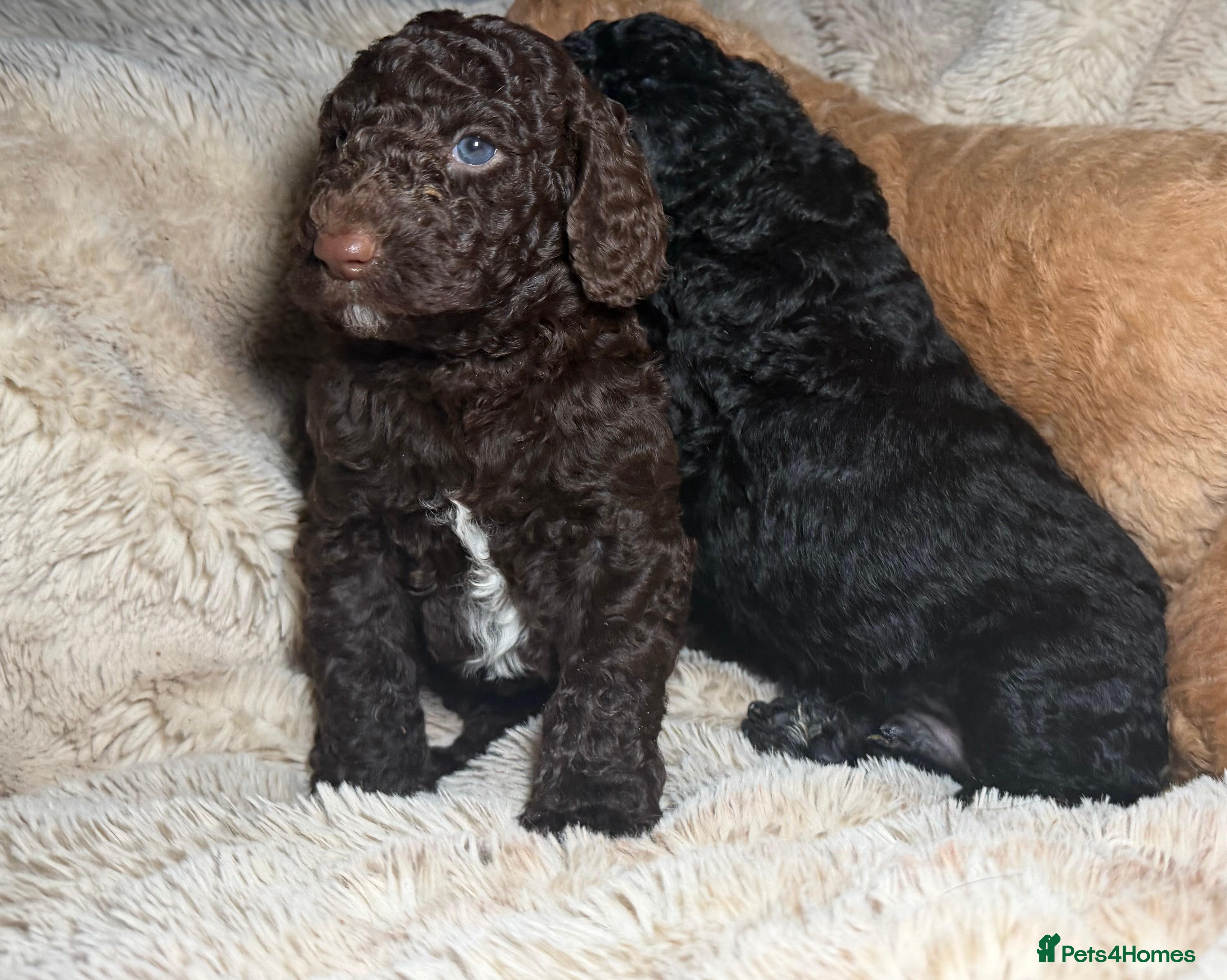Goldendoodle dogs Goldendoodles Ready This Week - Advert 1