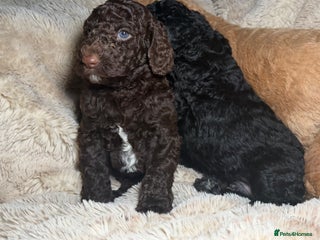 Goldendoodle dogs Goldendoodles Ready This Week - Advert 1