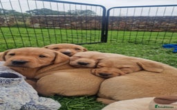 Labrador Retriever dogs for sale: Labrador puppies looking for 5* homes - Image 13