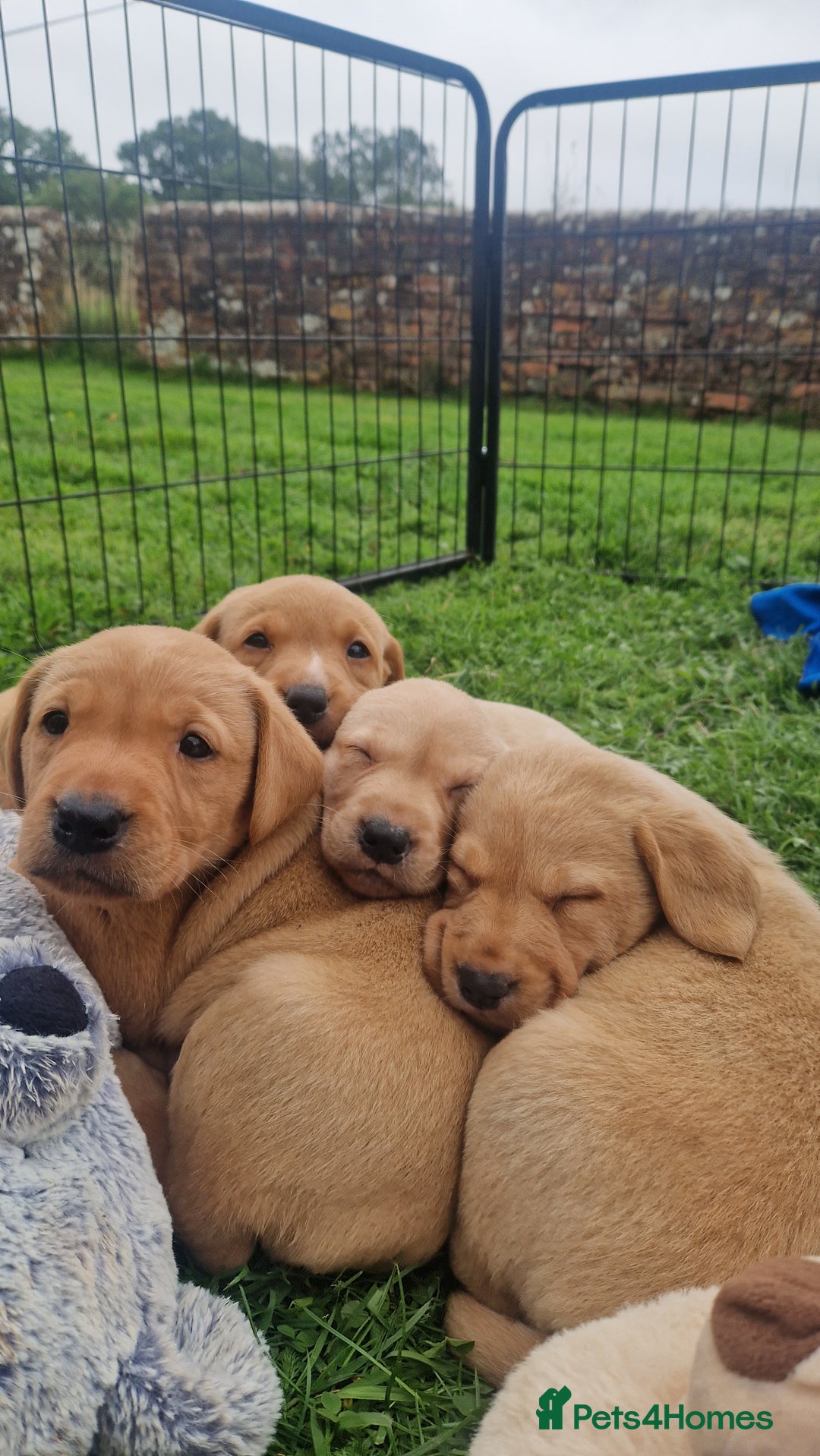 Labrador Retriever dogs for sale: Labrador puppies looking for 5* homes - Image 13
