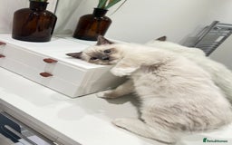 Ragdoll cats for sale: TICA RARE ENTIRE MALE! BLUE POINT MIT CHAMP BLOOD - Image 4