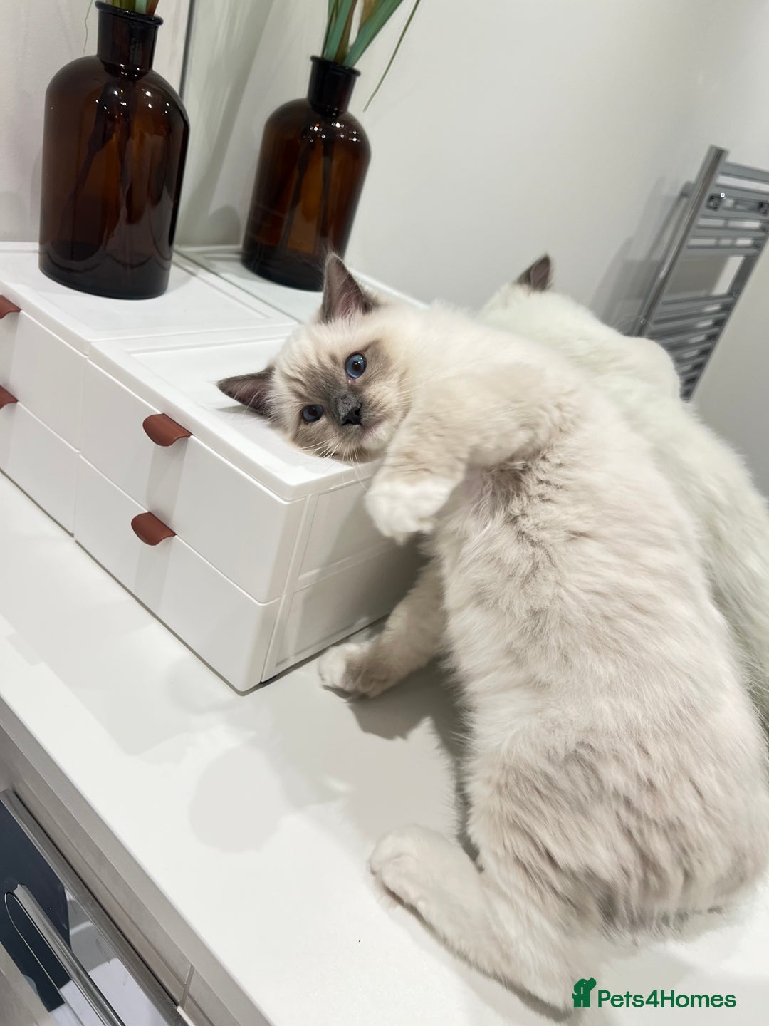 Ragdoll cats for sale: TICA RARE ENTIRE MALE! BLUE POINT MIT CHAMP BLOOD - Image 4