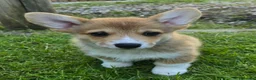 Welsh Corgi Pembroke dogs for sale: Pembroke Corgi Puppies - Ready Now - Advert 7
