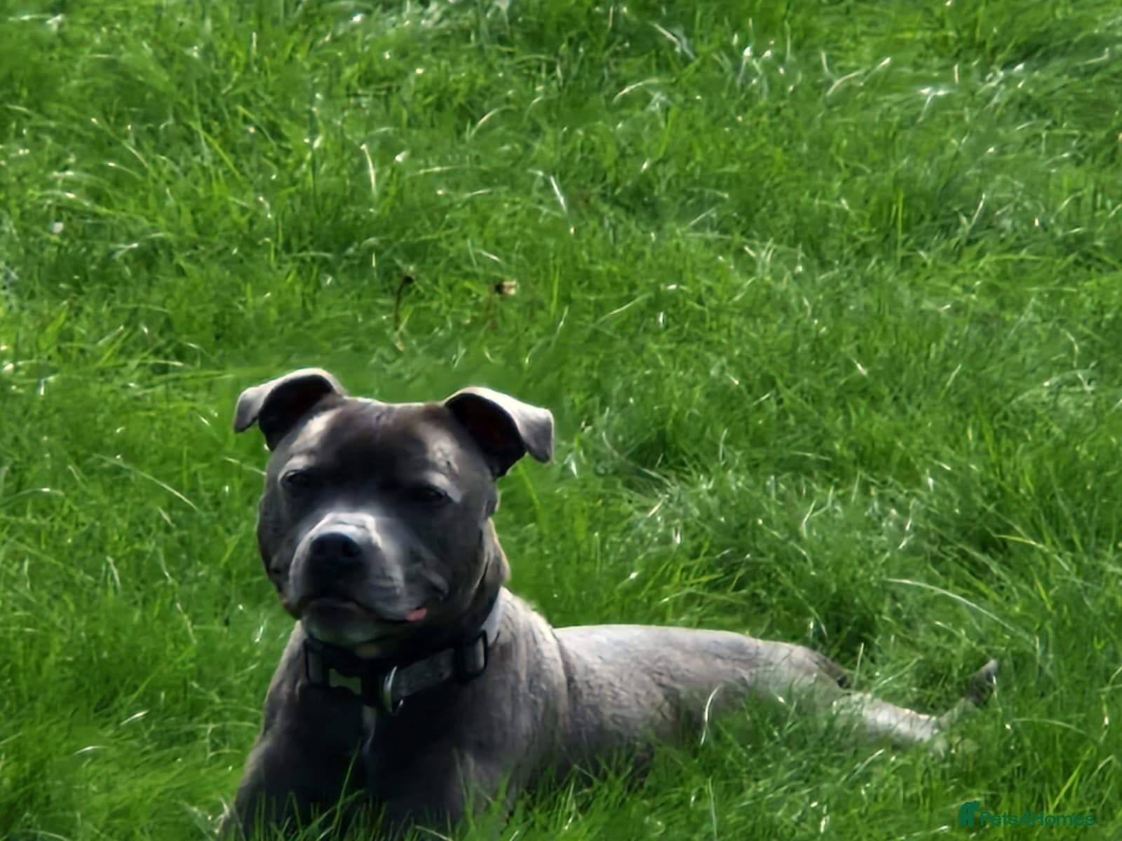 Staffordshire Bull Terrier dogs Gorgeous Blue Staffi needs a new home - Advert 1