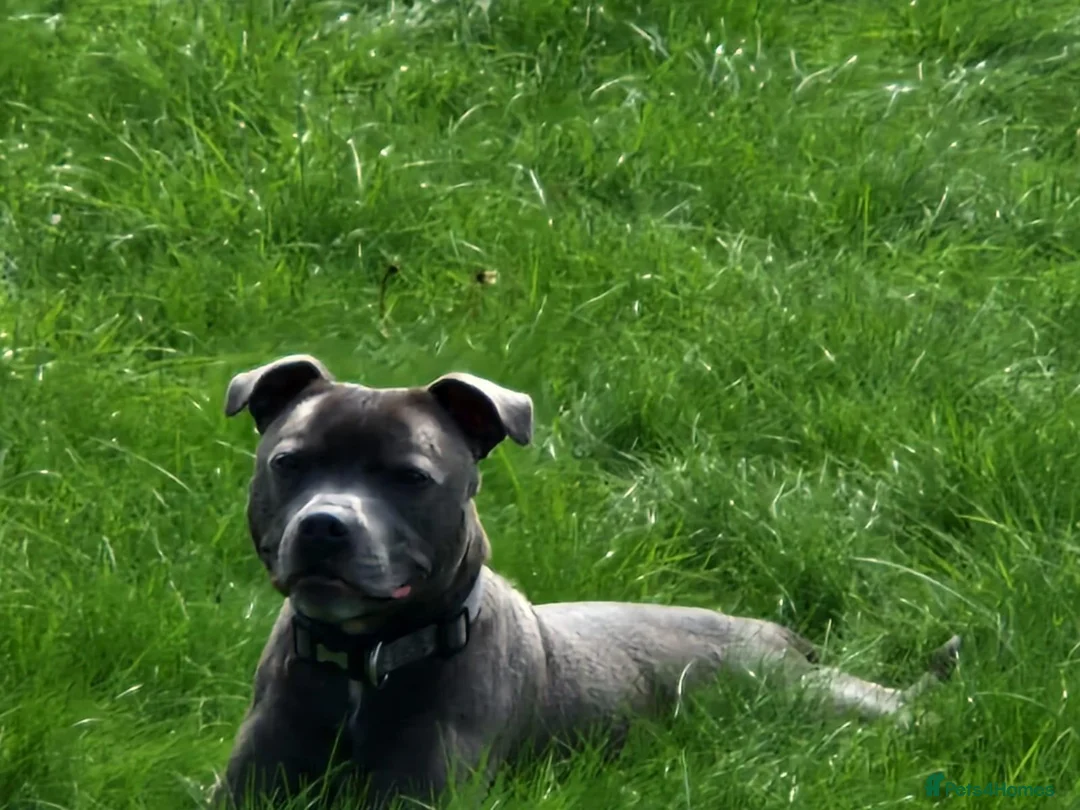 Staffordshire Bull Terrier dogs for sale: Gorgeous Blue Staffi needs a new home - Advert 1
