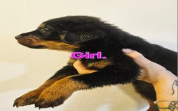 Rottweiler dogs for sale: READY NOW- Beautiful Rottweiler Puppies - Image 31