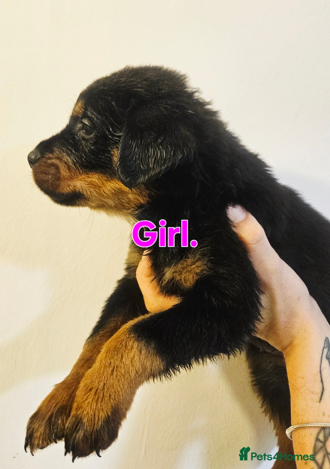 Rottweiler dogs for sale: READY NOW- Beautiful Rottweiler Puppies - Image 31
