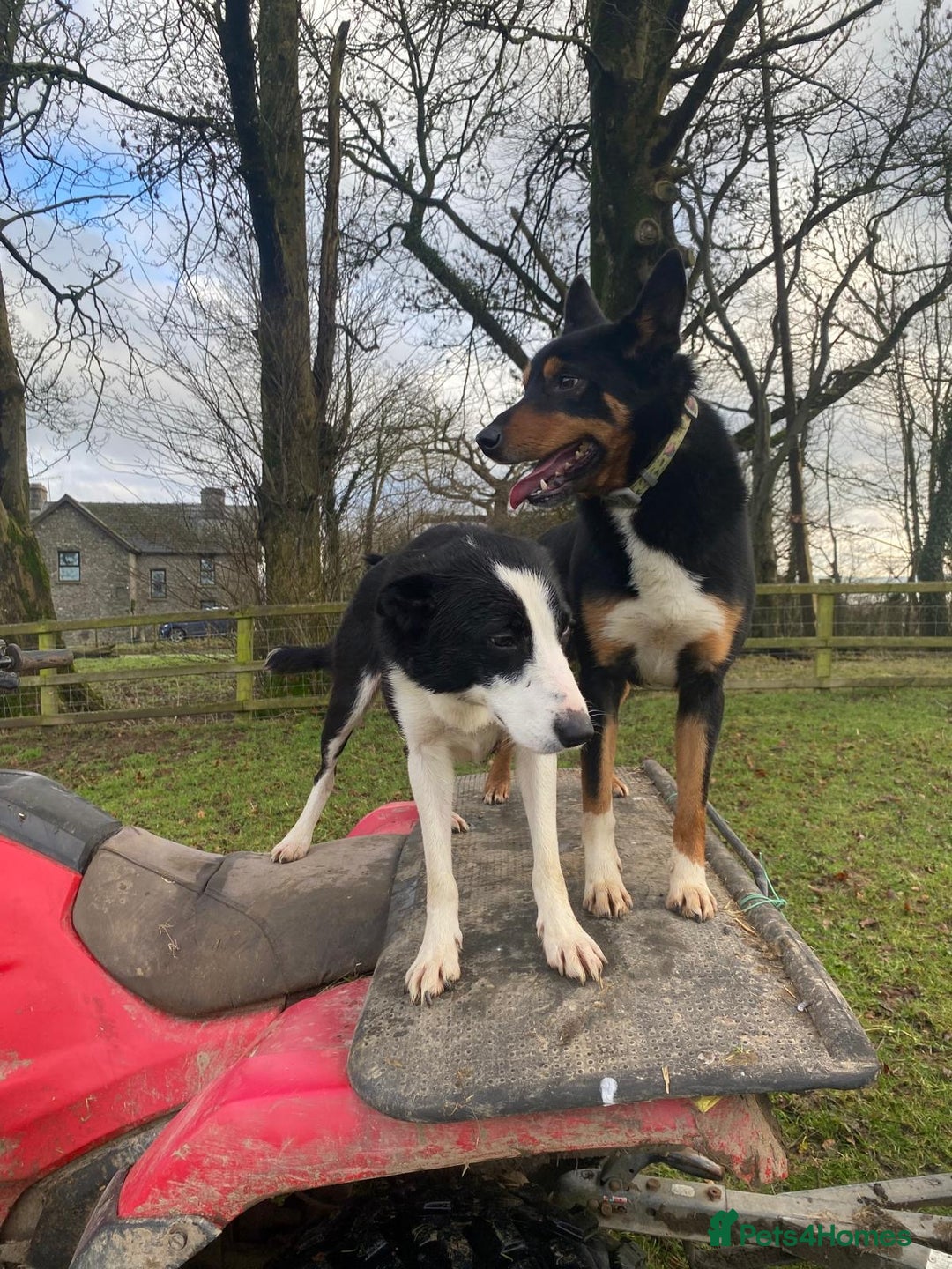 Mixed Breed dogs for sale: Beautiful Kelpie X Border Collie Puppies For Sale - Advert 2