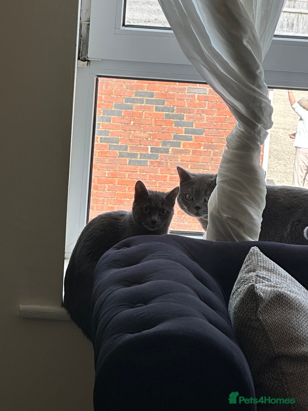 Russian Blue cats for sale: ✨ Russian Blue x British Shorthair Kittens ✨ - Advert 7