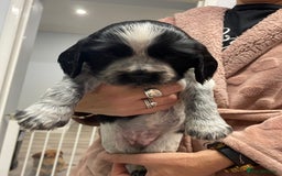 Sprocker dogs for sale: Sprocker spaniels for sale - Image 1