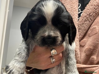 Sprocker dogs for sale - Advert 1