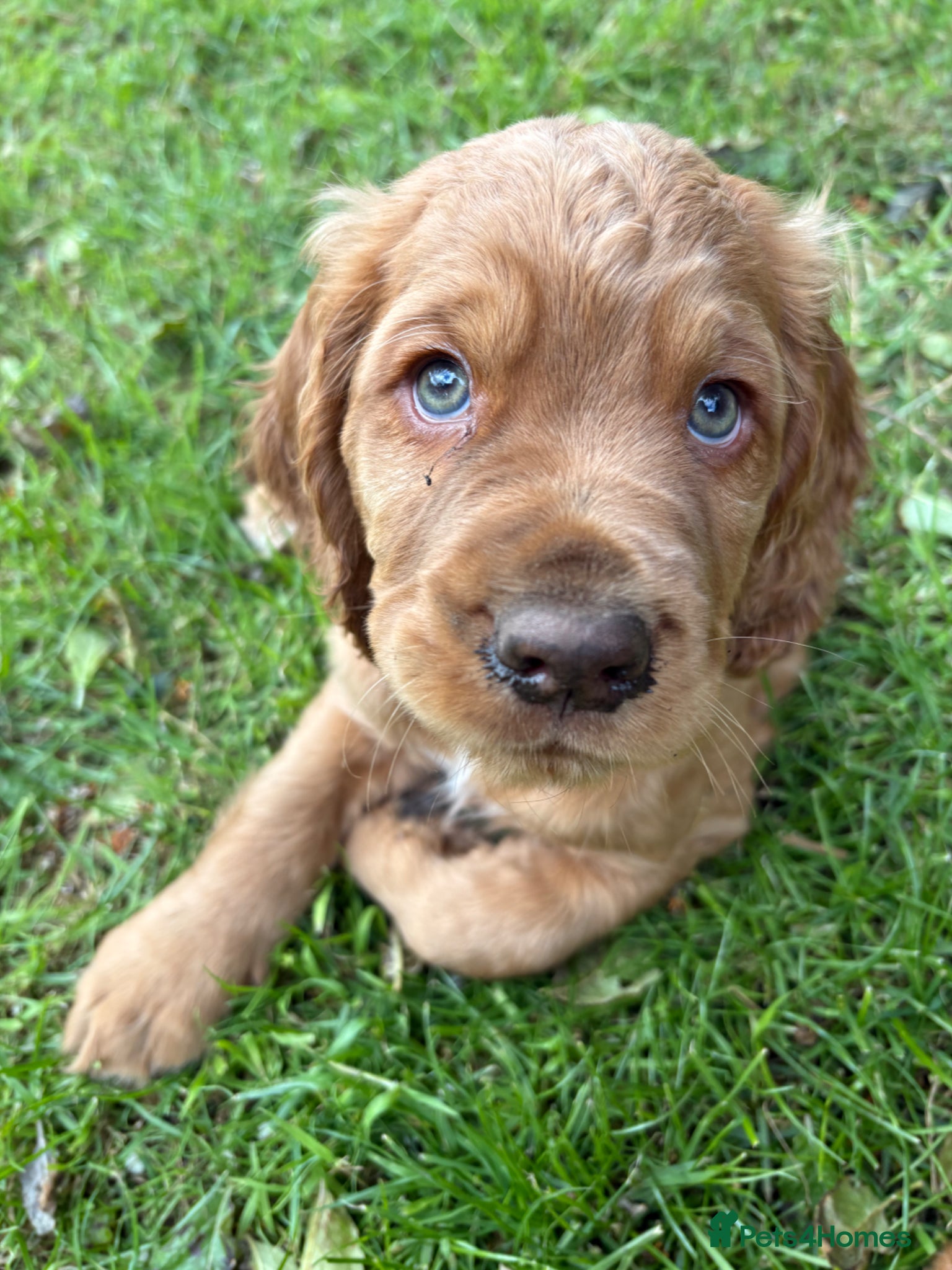 Cocker Spaniel dogs for sale: Two adorable Kc reg boys looking for new homes - Advert 4